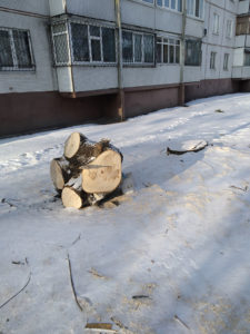 Спиляний клен, фото від 16.01.2021