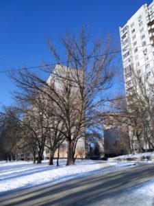 Тополя, фото від 17.01.2021
