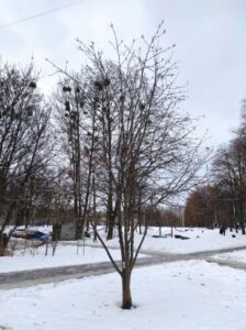 Горобина, фото від 02.01.2022