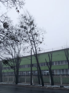 Клен, фото від 02.02.2021
