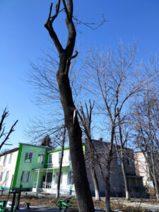 Клен, фото від 10.03.2021