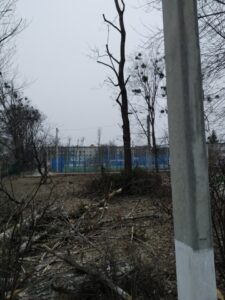 Це дерево було кроноване у лютому 2021