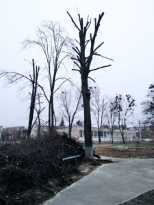 Це дерево було кроноване у лютому 2021