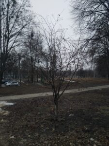 Горобина, фото від 02.03.2021