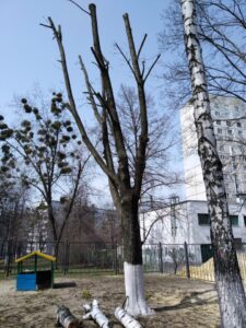 Фото в день спилу
