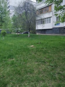 Взамін спиляного  висаджено нове дерево