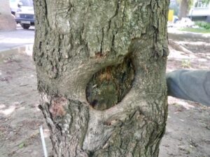 Дерево має невелике пошкодження на стовбурі