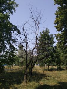 Фото від 25 серпня 2021