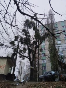 Фото від 26 листопада 2021 року